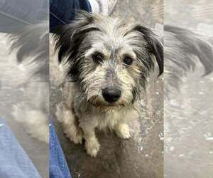 Poodle (Miniature)-Unknown Mix Dogs for adoption in Aurora, IN, USA