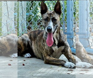 Holland Shepherd-Unknown Mix Dogs for adoption in Hilton Head, SC, USA