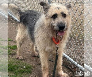 Mutt Dogs for adoption in Washington, DC, USA