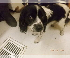 Cocker Spaniel-Unknown Mix Dogs for adoption in Oroville, CA, USA