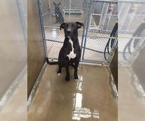Mastador Dogs for adoption in Bakersfield, CA, USA