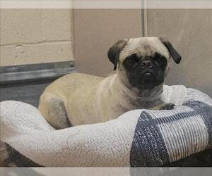 Pug Dogs for adoption in Martinez, CA, USA