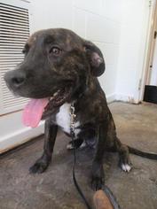Unknown-Vizsla Mix Dogs for adoption in Ozark, AL, USA