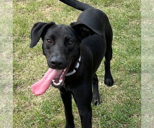 Labrador Retriever-Unknown Mix Dogs for adoption in Sterling, MA, USA