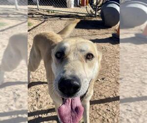 Gerberian Shepsky Dogs for adoption in HESPERIA, CA, USA