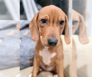 Medium Photo #1 Cheagle Puppy For Sale in Raleigh, NC, USA