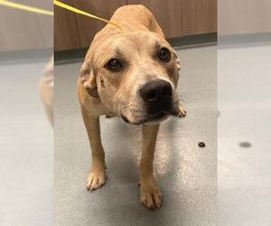 Labrador Retriever Dogs for adoption in Baytown, TX, USA