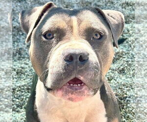 Bulldog-Unknown Mix Dogs for adoption in Jefferson, WI, USA