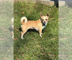 Chihuahua-Unknown Mix Dogs for adoption in Pacolet, SC, USA