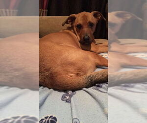 Labrador Retriever Dogs for adoption in Denton, TX, USA