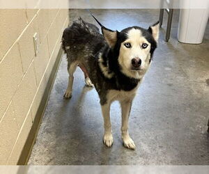 - Mix Dogs for adoption in Texas City, TX, USA