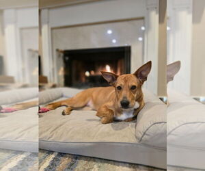 Retriever -Unknown Mix Dogs for adoption in Woodbury, NY, USA