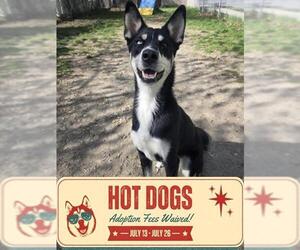 Siberian Husky Dogs for adoption in Toronto, Ontario, Canada