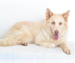 Pyrenees Husky Dogs for adoption in Oroville, CA, USA
