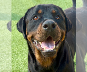 Rottweiler Dogs for adoption in Hillsboro, NH, USA
