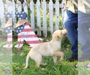 Golden Shepherd Dogs for adoption in Holly Hill, SC, USA