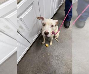 American Pit Bull Terrier Dogs for adoption in Forestville, MD, USA