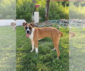 Boxer Dogs for adoption in Bolivar, MO, USA