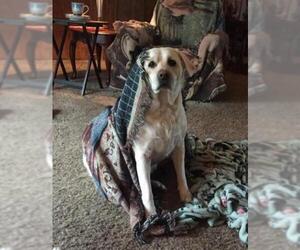 Labrador Retriever Dogs for adoption in Battle Ground, WA, USA