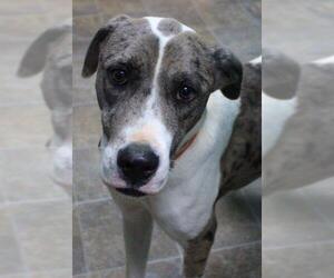 Catahoula Leopard Dog Dogs for adoption in Neillsville, WI, USA