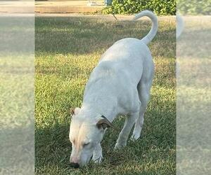 Bull Terrier Dogs for adoption in San Antonio, TX, USA