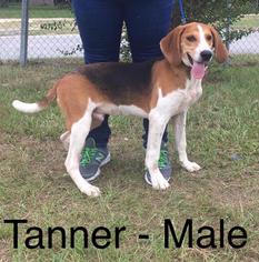 Coonhound Dogs for adoption in Waycross, GA, USA