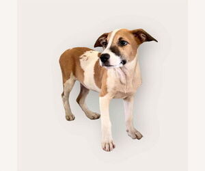 Labrador Retriever-Unknown Mix Dogs for adoption in Virginia Beach, VA, USA