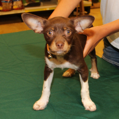 Chiweenie Dogs for adoption in Helotes, TX, USA
