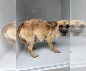 Rat-Cha Dogs for adoption in Houston, TX, USA
