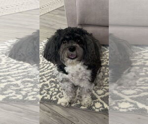 Cavalier King Charles Spaniel Dogs for adoption in Rootstown, OH, USA