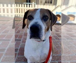 Bagle Hound Dogs for adoption in San Jose, CA, USA