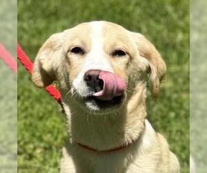 Border Collie-Unknown Mix Dogs for adoption in Yardley, PA, USA