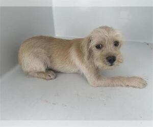 Norwich Terrier-Unknown Mix Dogs for adoption in Houston, TX, USA
