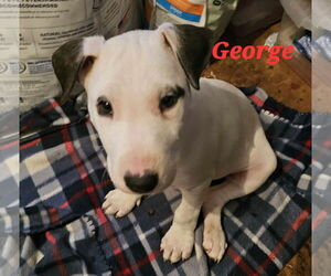 American Pit Bull Terrier-Bull Terrier Mix Dogs for adoption in Waterloo, IA, USA