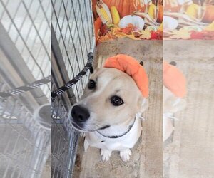 Carolina Dog Dogs for adoption in Stover, MO, USA