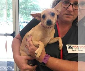 Chihuahua Dogs for adoption in Titusville, FL, USA