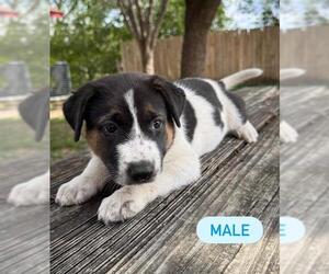 German Shepherd Dog-Unknown Mix Dogs for adoption in San Antonio, TX, USA