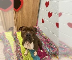 American Pit Bull Terrier Dogs for adoption in Brighton, CO, USA