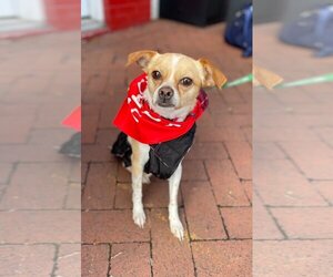 Chihuahua-Unknown Mix Dogs for adoption in Washington, DC, USA