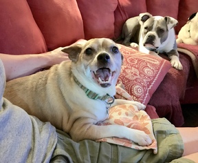 Chug Dogs for adoption in Loganville, GA, USA