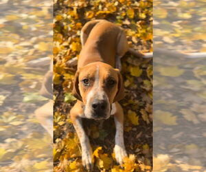 Coonhound-Saint Bernard Mix Dogs for adoption in Germantown, OH, USA