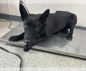 German Shepherd Dog-Unknown Mix Dogs for adoption in Visalia, CA, USA