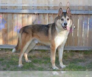 Gerberian Shepsky Dogs for adoption in West Valley, UT, USA