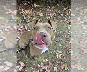 American Pit Bull Terrier Dogs for adoption in Center Township, PA, USA