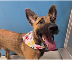 German Shepherd Dog-Unknown Mix Dogs for adoption in San Clemente, CA, USA