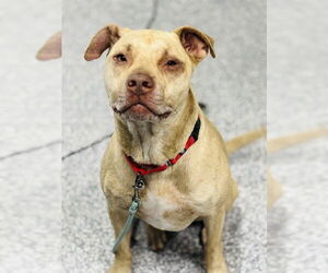 American Bulldog-American Staffordshire Terrier Mix Dogs for adoption in Westminster, MD, USA