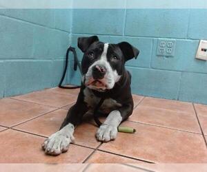 American Pit Bull Terrier Dogs for adoption in Downey, CA, USA