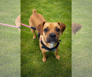 Boxer-Unknown Mix Dogs for adoption in La Verne, CA, USA