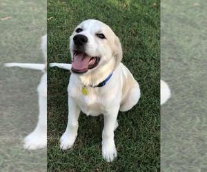 Great Pyrenees-Unknown Mix Dogs for adoption in Royse City, TX, USA