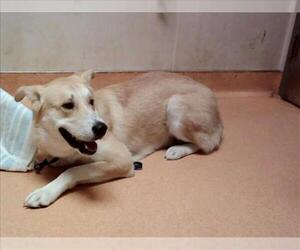 German Shepherd Dog-Unknown Mix Dogs for adoption in Martinez, CA, USA